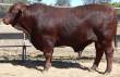 Lot 229 @ Big S  &raquo; Click to zoom ->