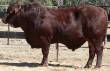 Lot 230 @ Big S  &raquo; Click to zoom ->