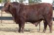 Lot 37 @ Balonne  &raquo; Click to zoom ->