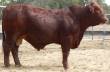 Lot 41 @ Balonne  &raquo; Click to zoom ->