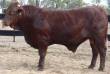 Lot 43 @ Balonne  &raquo; Click to zoom ->