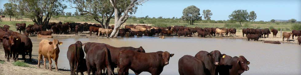 cows