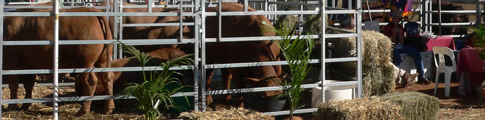 cows