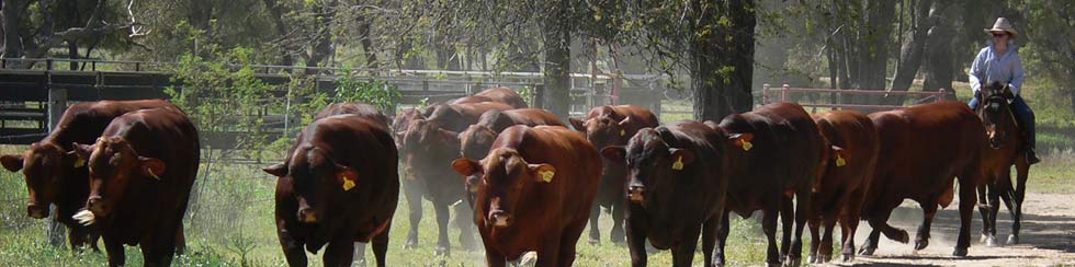 cows