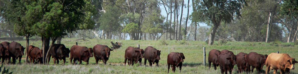 cows