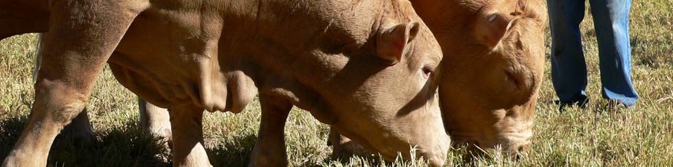cows