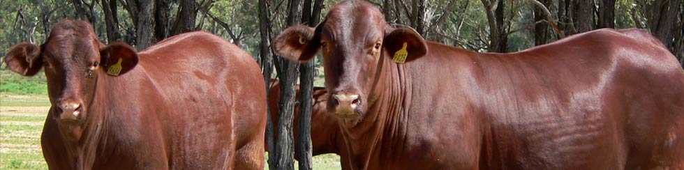 cows