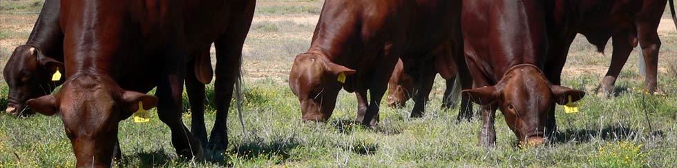 cows