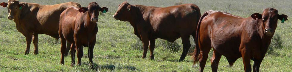 cows